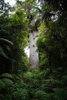 /album/fotogalerie-northland/kauri-strom-tane-mahuta-jpg/